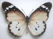 Danaus chrysippus white aberration (Internet Image property of respective owner, non-commercial use only)